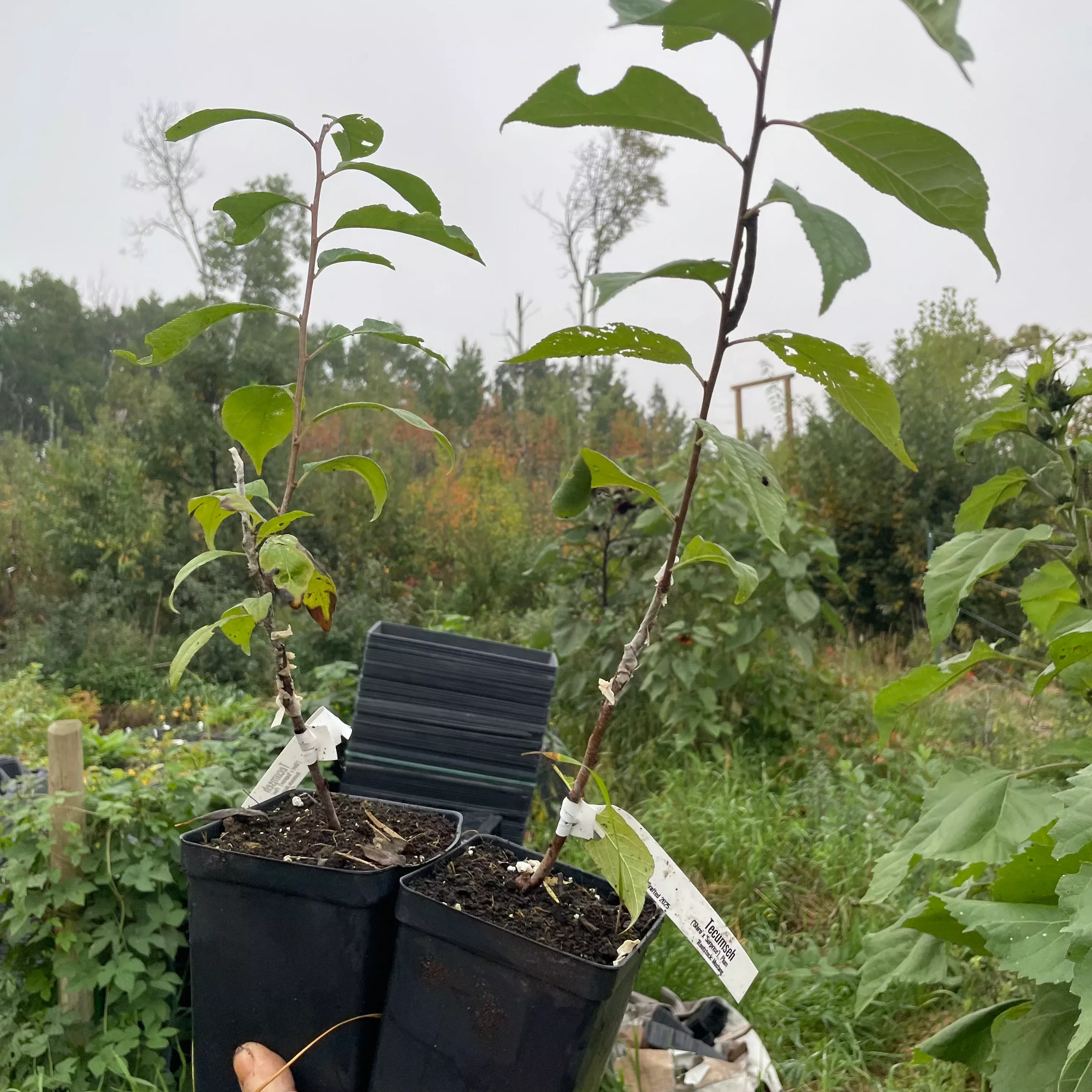 Tecumseh Plum Tree