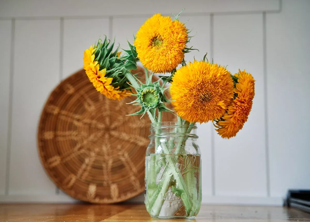 Teddy Bear - Sunflower Seeds