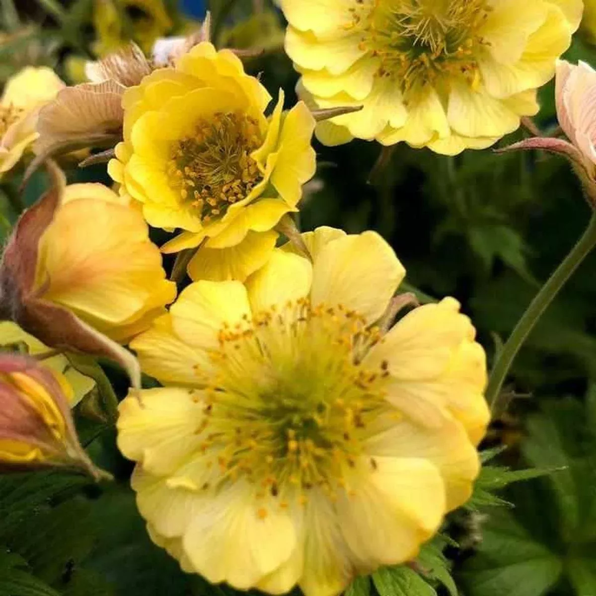 Tempo Yellow Avens
