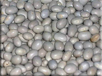 Tene’s Bean