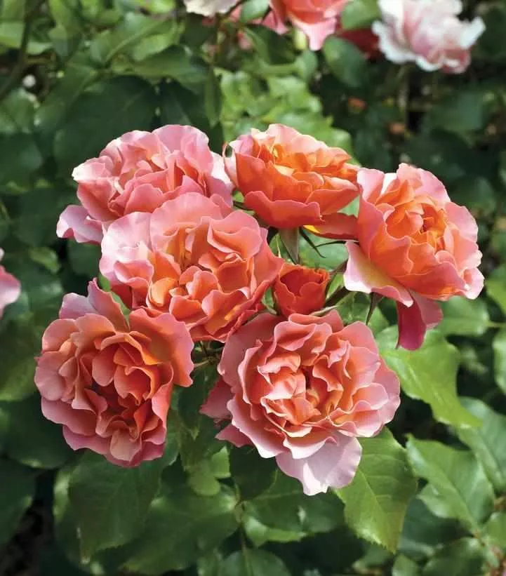 Tequila Supreme Rose