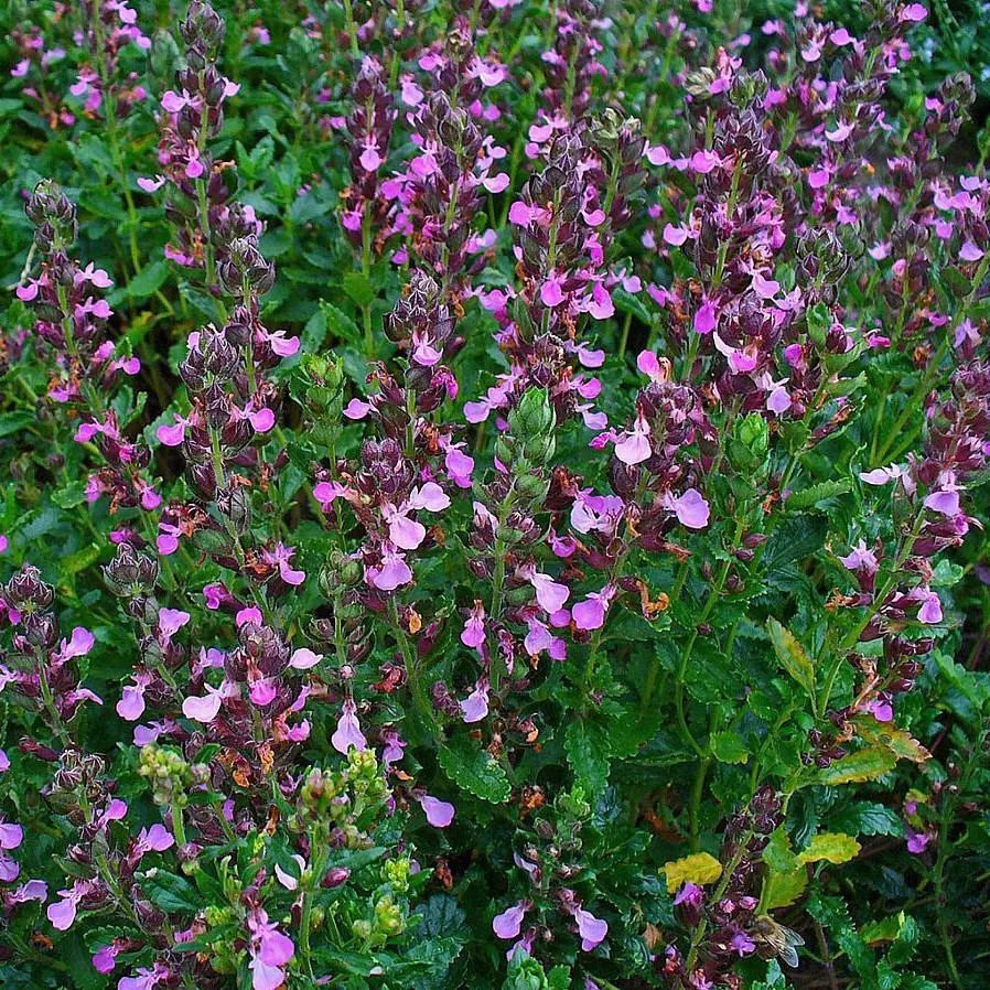 Teucrium chamaedrys- Wall Germander