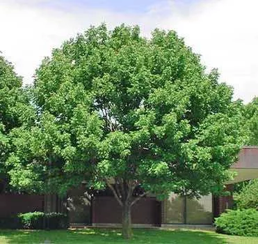 Texas Ash