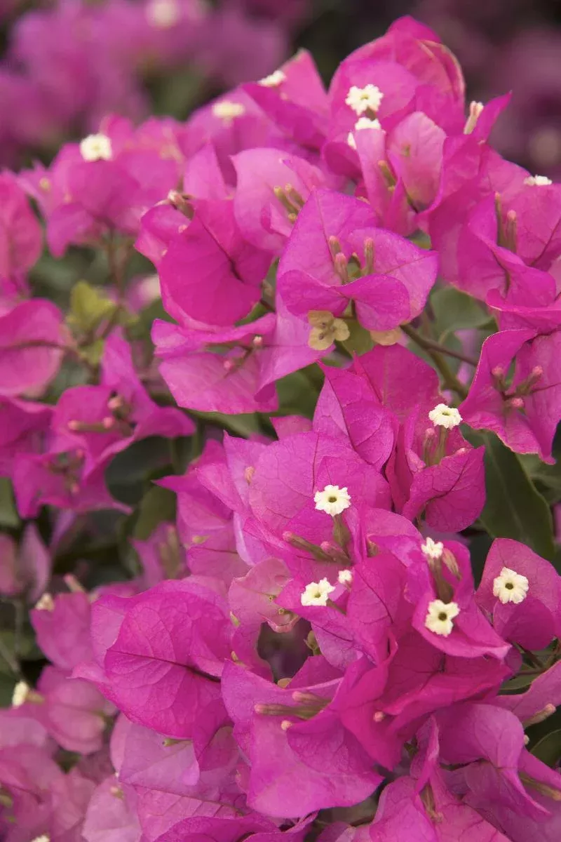 Texas Dawn Bougainvillea