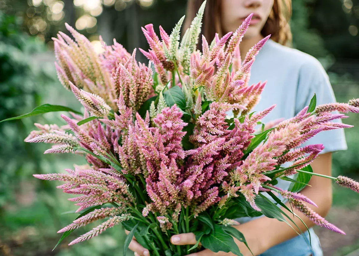 Texas Plume - Organic Celosia Seeds
