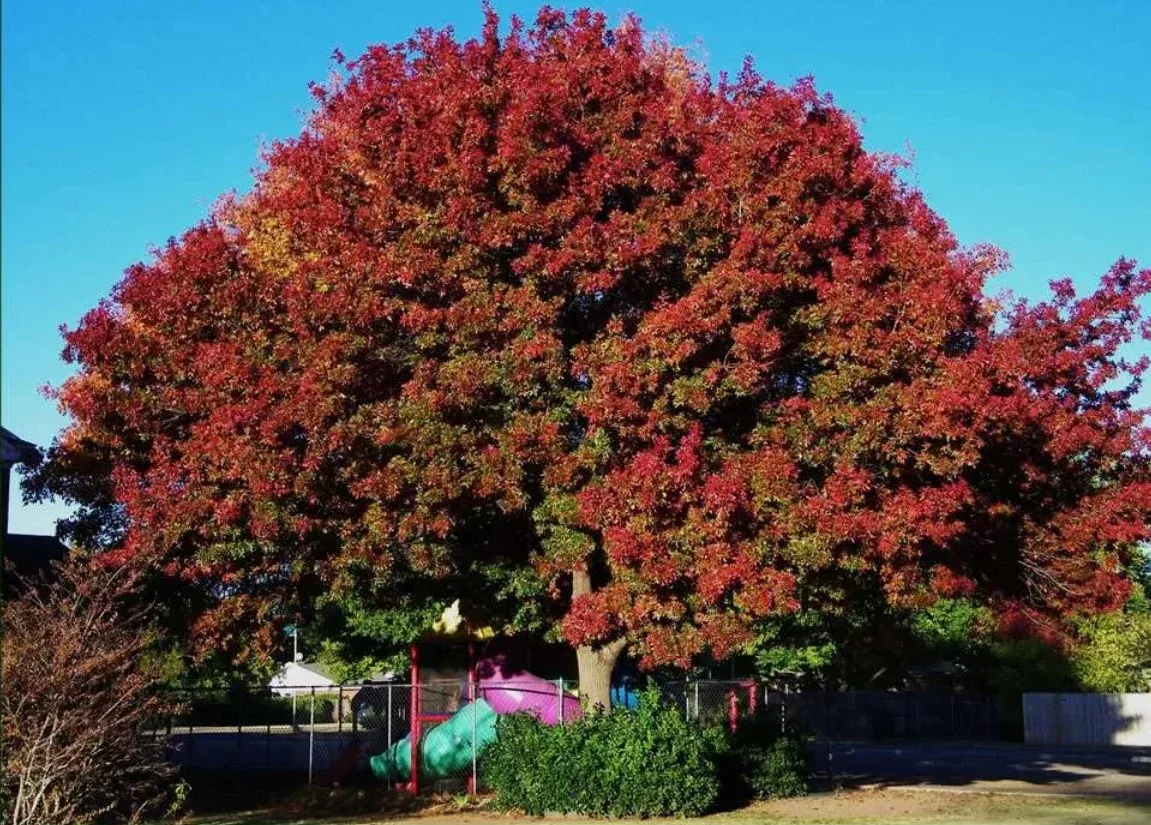 Texas Red Oak