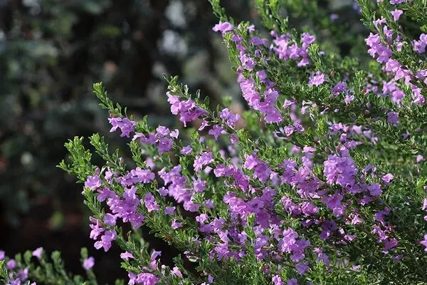Texas Sage Chihuahuan 'Purple Rain'
