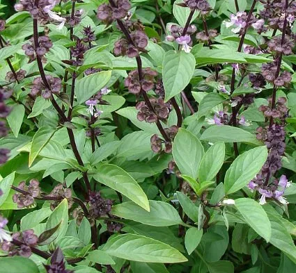 Thai Basil Seeds
