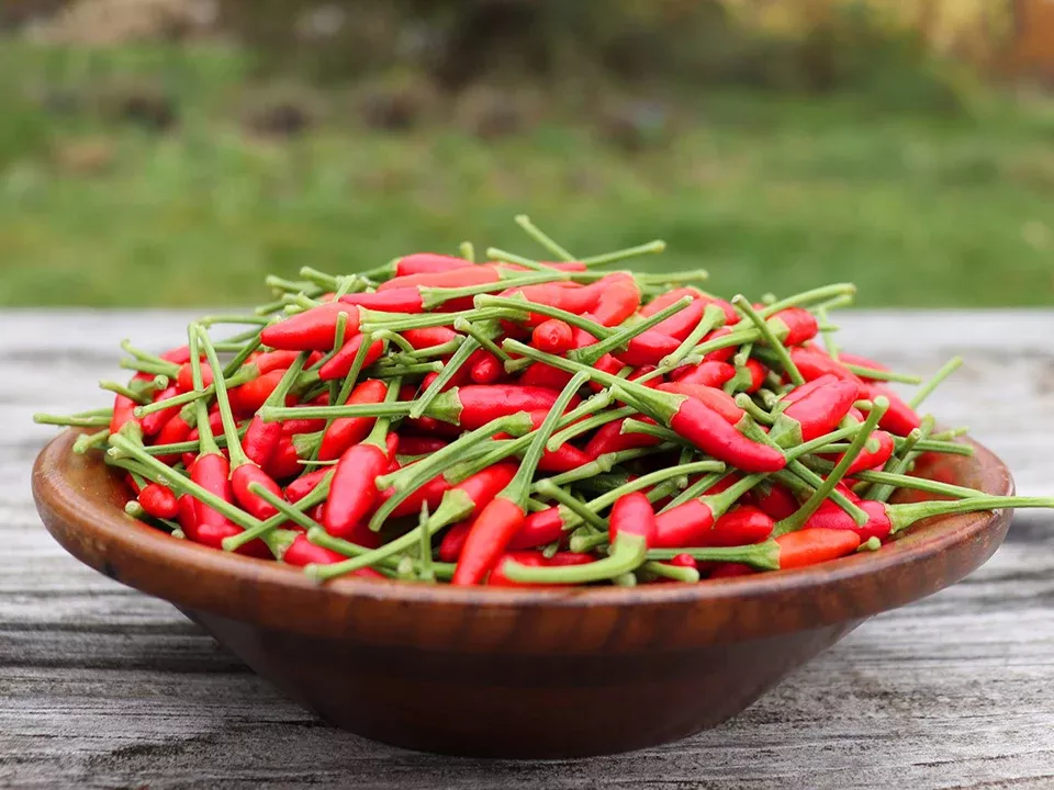 Thai Bird's Eye Chili Seeds