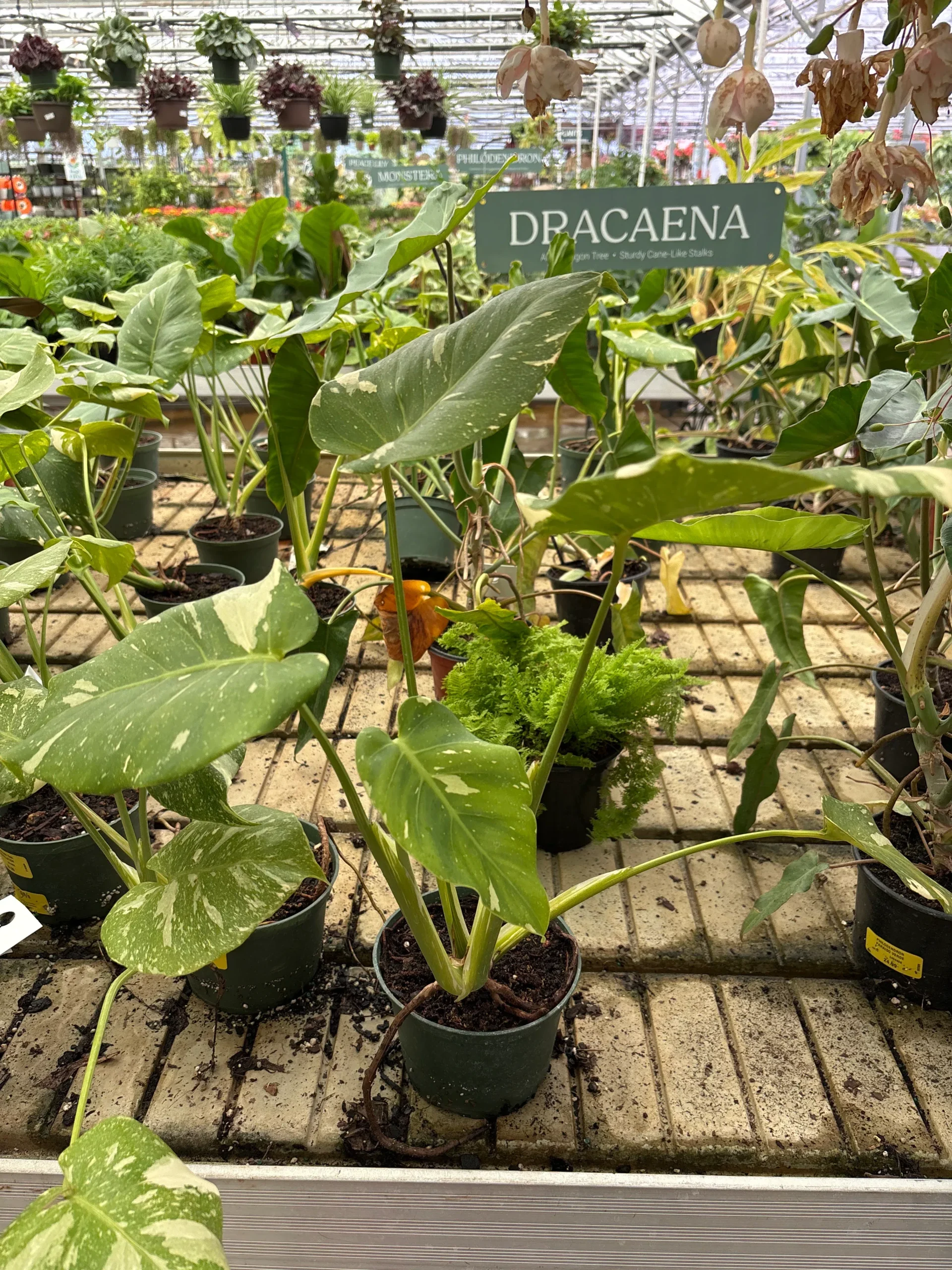Thai Constellation Monstera - Monstera deliciosa - 6" Potted Houseplant