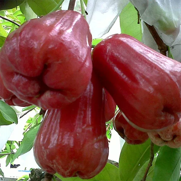 Thai Jumbo Wax Apple
