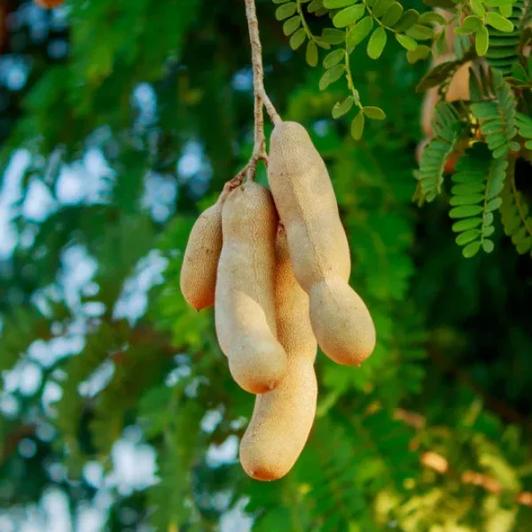 Thai Sweet Tamarind Tree
