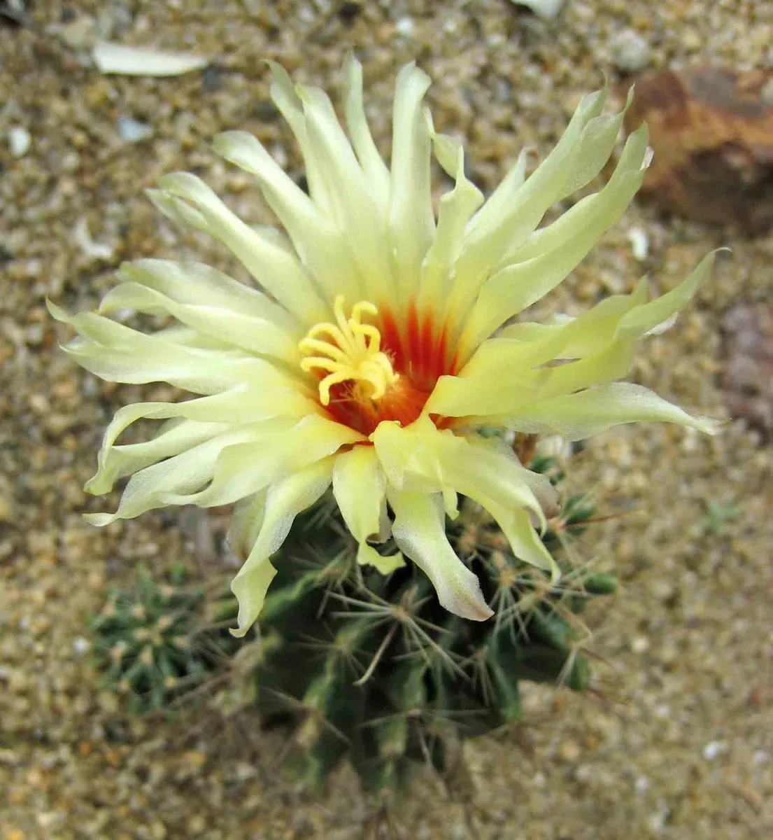 Thelocactus setispinus Seeds - Hedgehog cactus