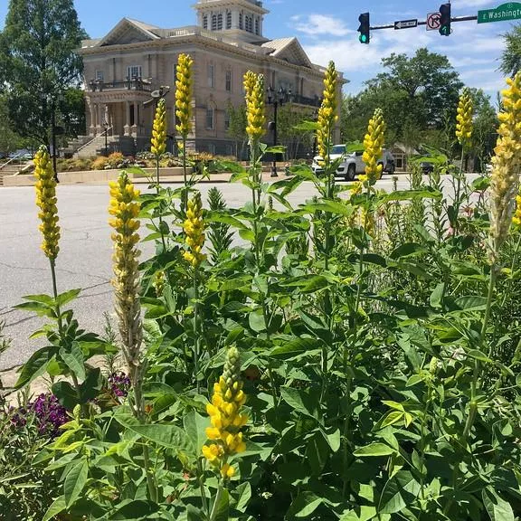 Thermopsis villosa- Carolina Lupine