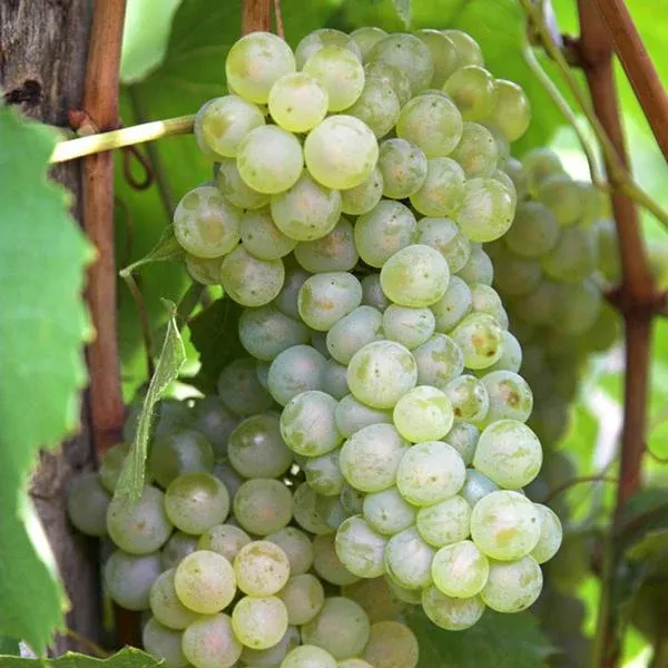 Thompson Seedless Grape