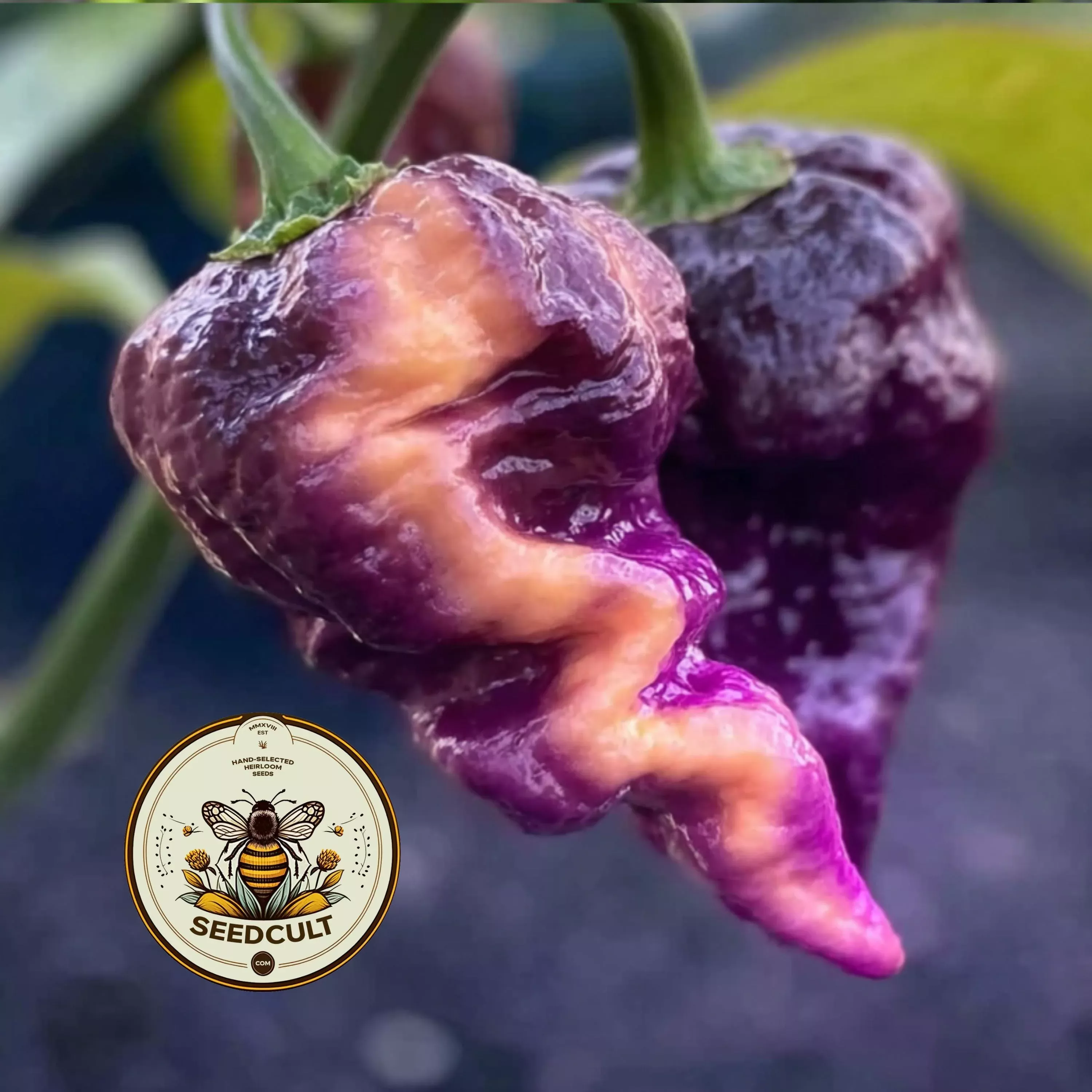 THOR'S THUNDERBOLT HOT PEPPER