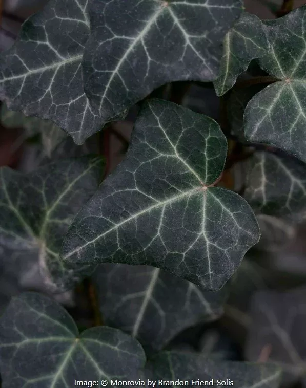 Thorndale English Ivy