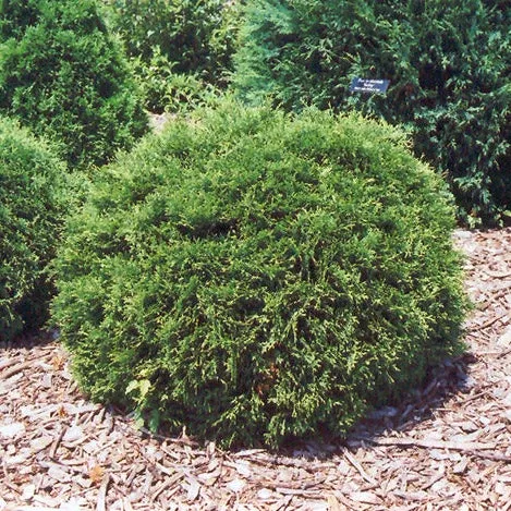Thuja Hetz Midget - 3 Gallon Potted Evergreen Shrub