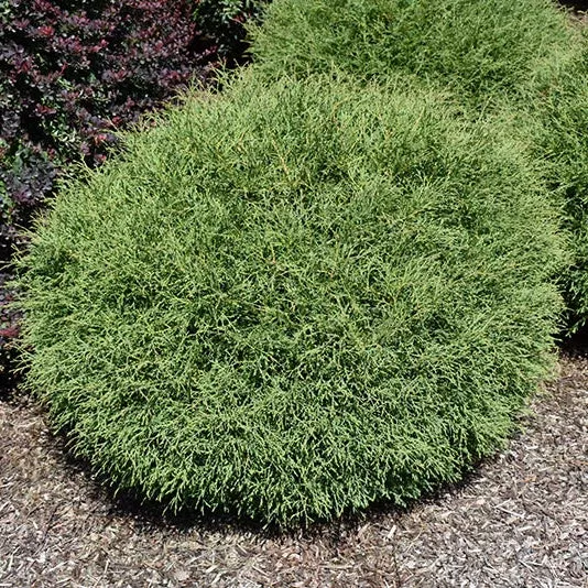 Thuja Mr. Bowling Ball - 3 Gallon Potted Evergreen Shrub