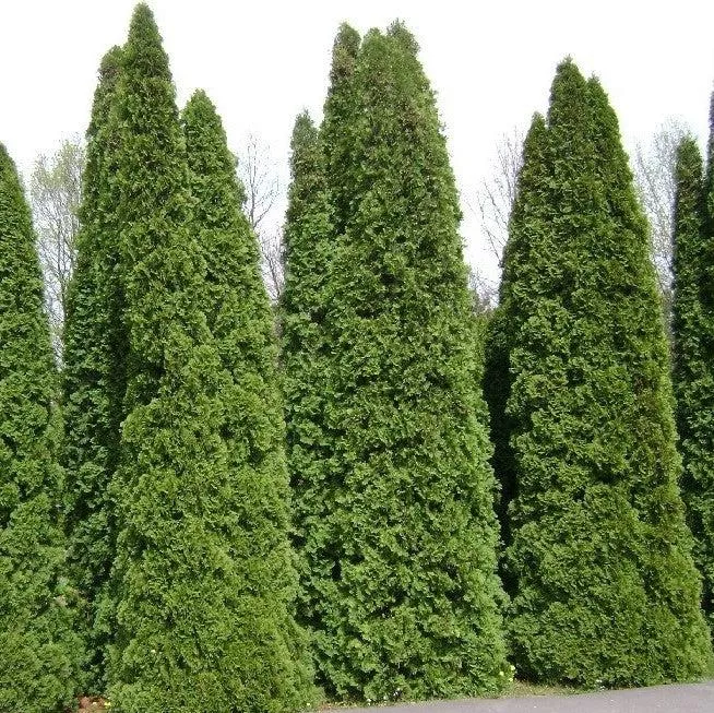 Thuja occidentalis 'American Pillar'- Full Speed A Hedge Arborvitae