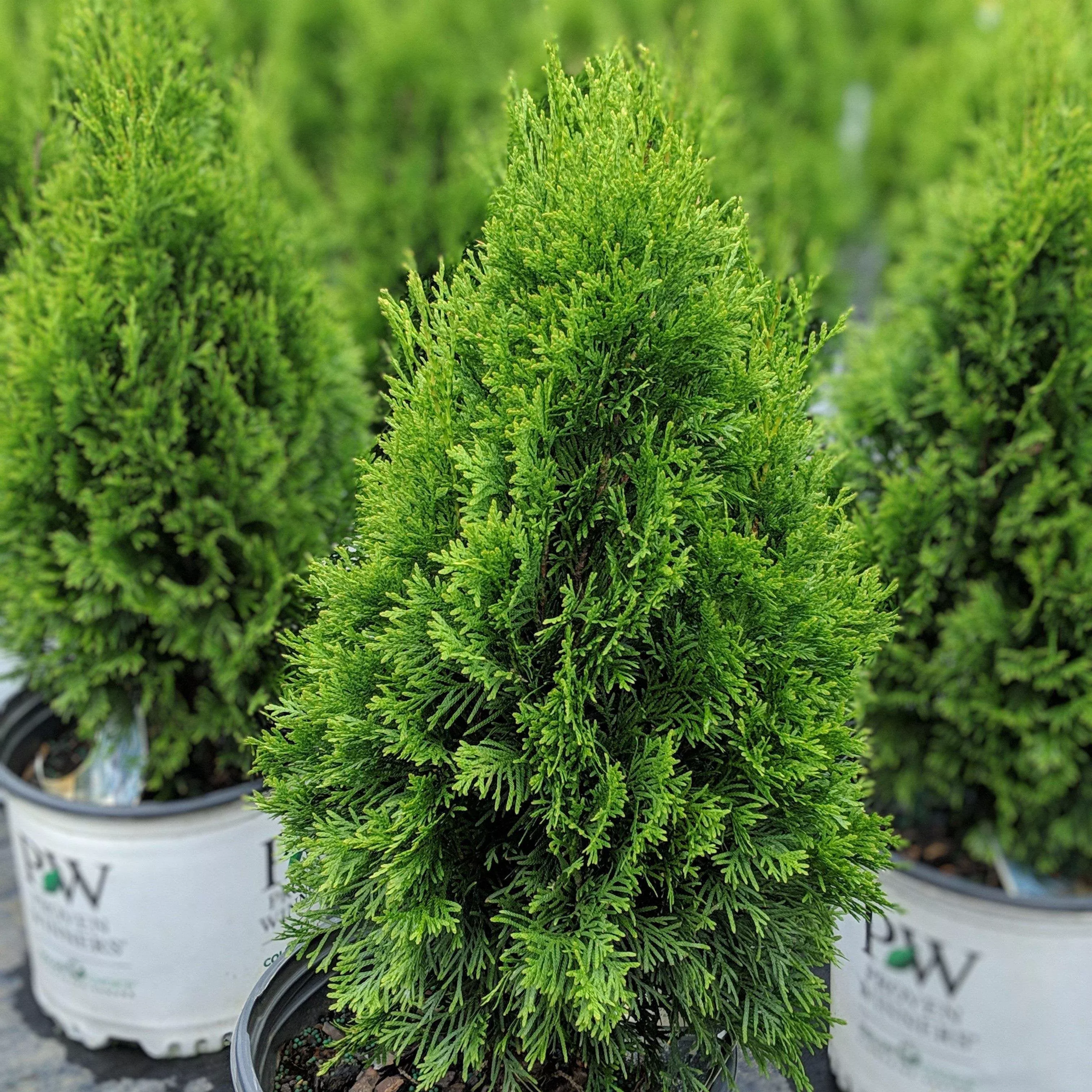 Thuja occidentalis 'Art Boe' PP22,174- North Pole Arborvitae