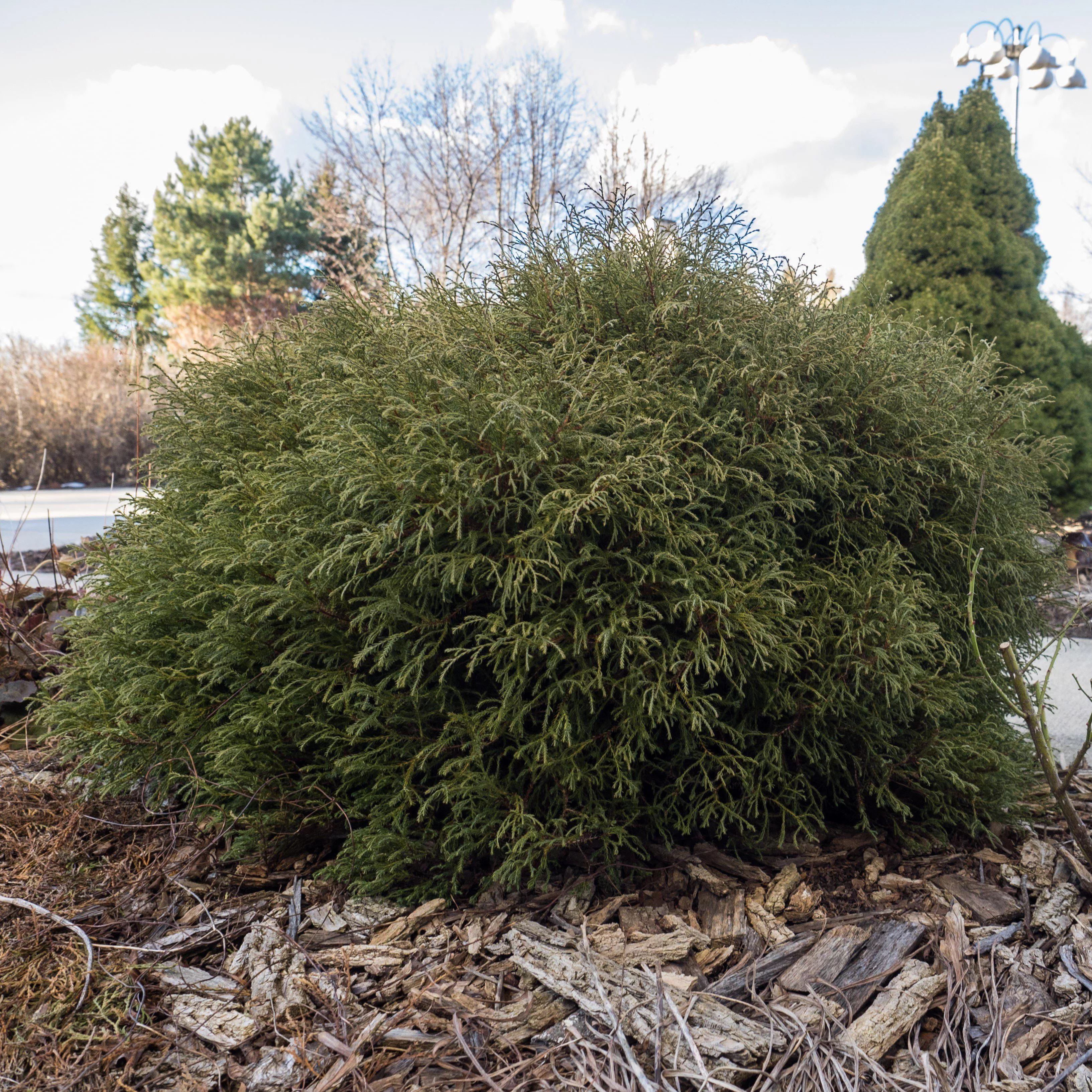 Thuja occidentalis ‘Bobozam'- Mr. Bowling Ball Arborvitae