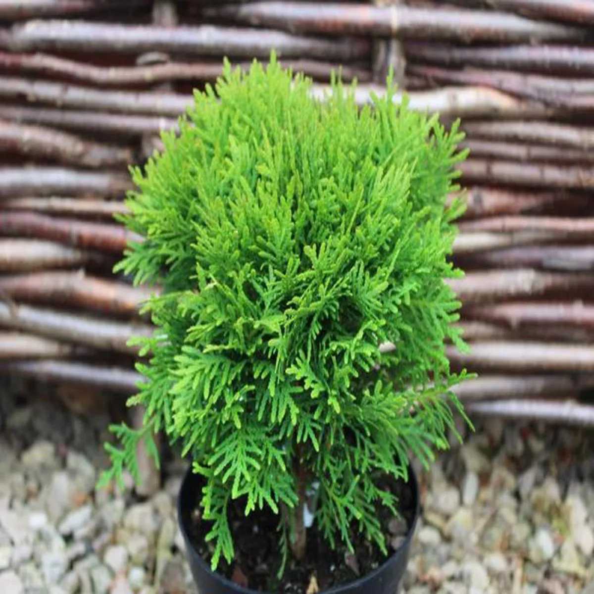 Thuja occidentalis DanicaWhite cedar