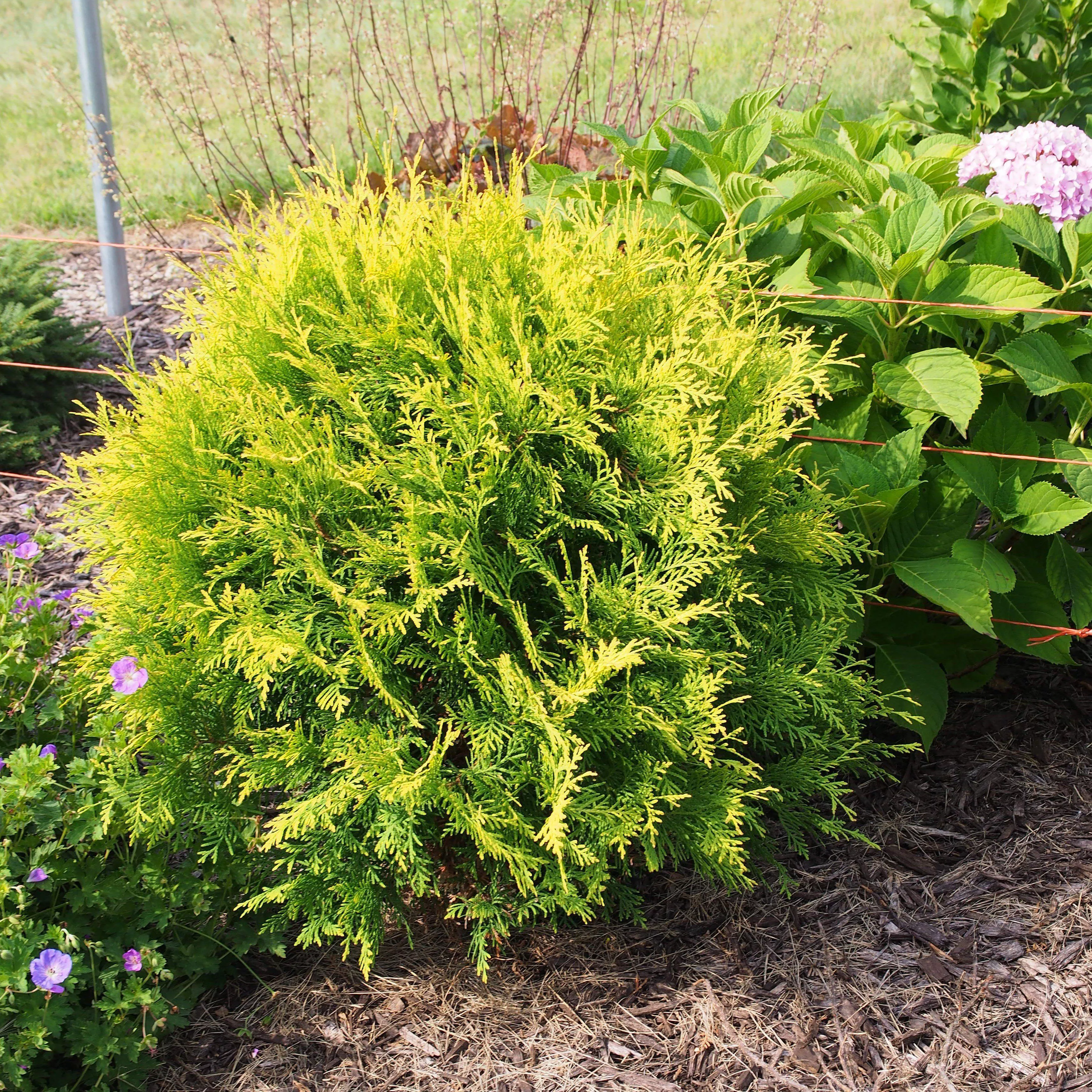 Thuja occidentalis 'Globosa Aurea'- Golden Globe Arborvitae