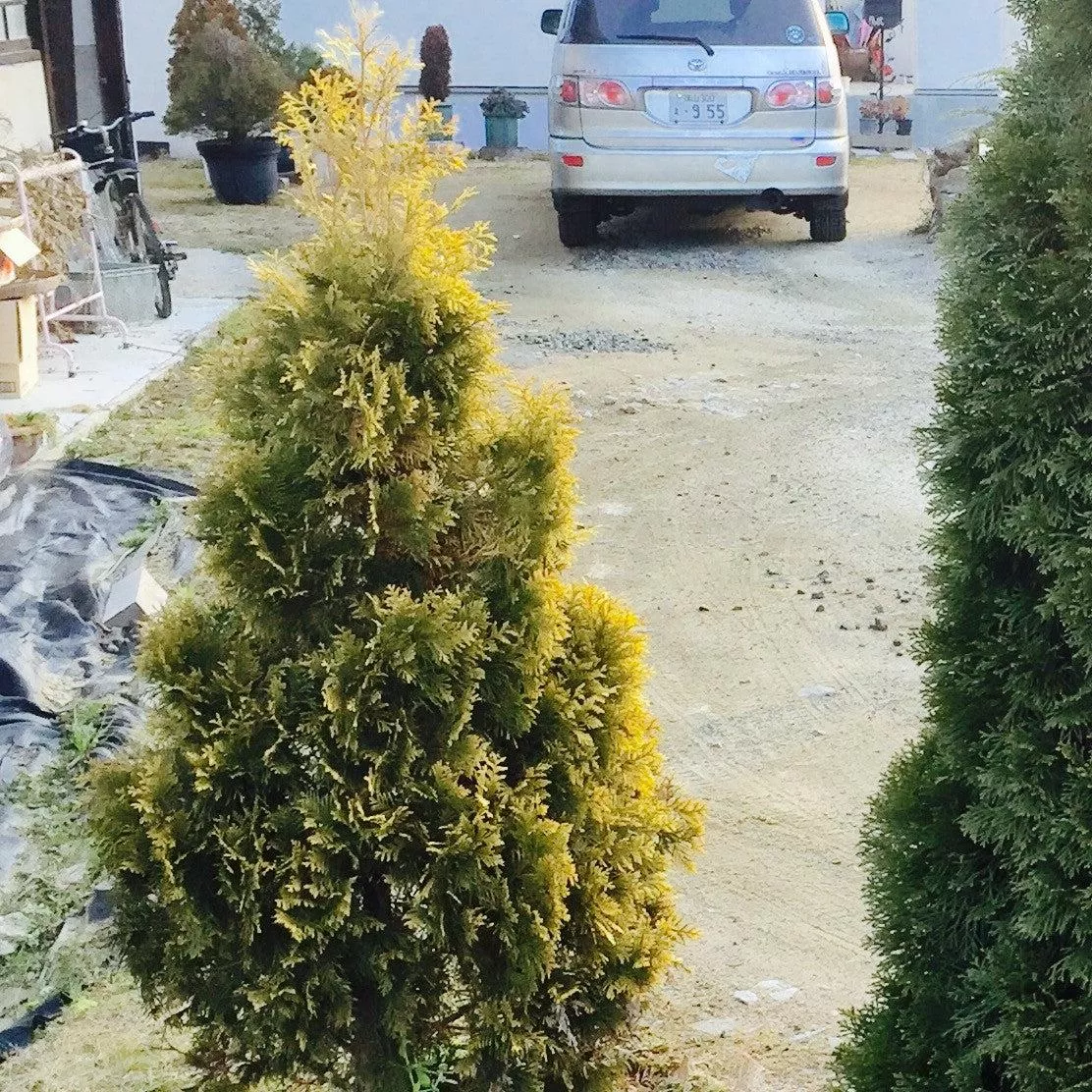 Thuja occidentalis 'Jantar'- Amber Gold Arborvitae