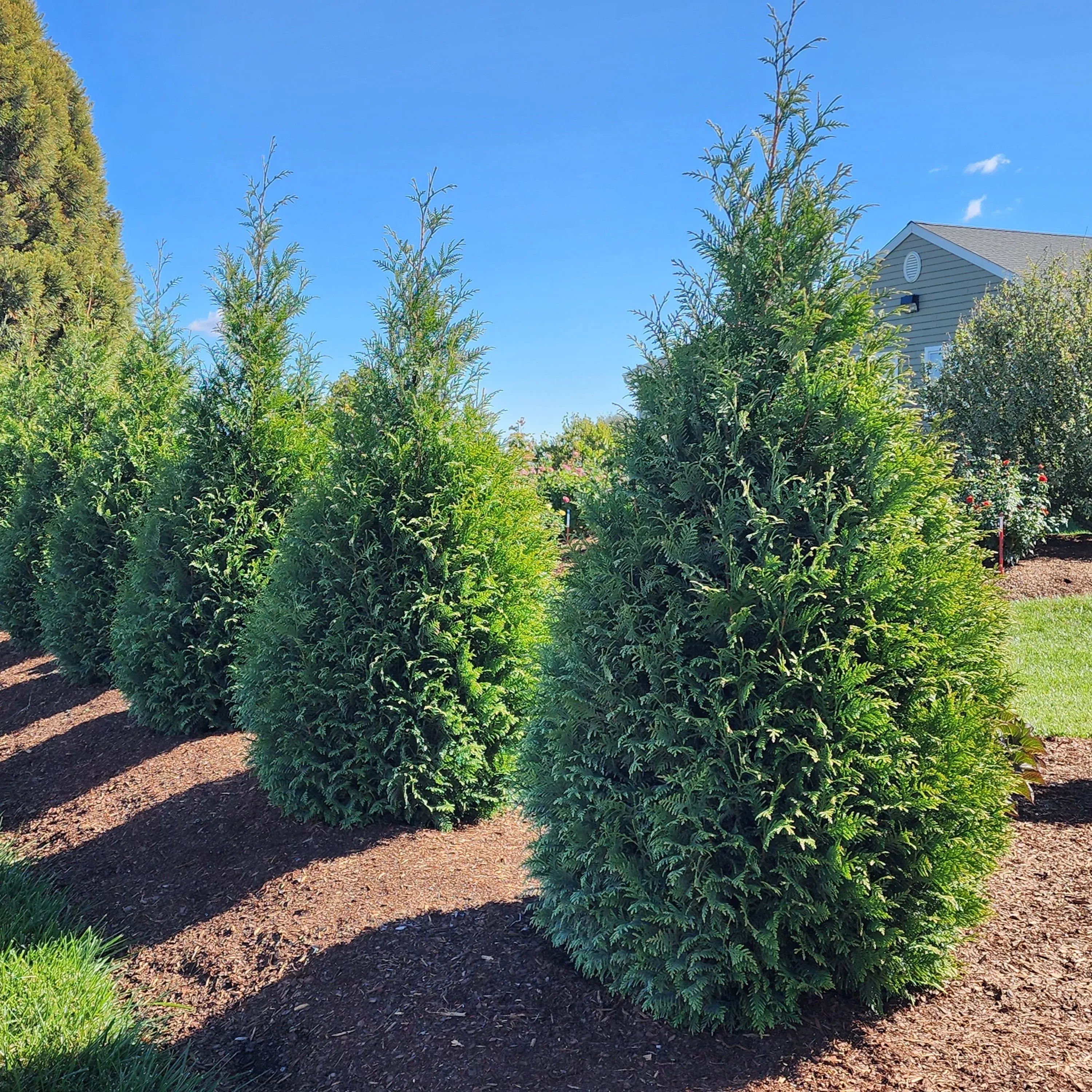 Thuja occidentalis 'Junior Giant'- Junior Giant Arborvitae