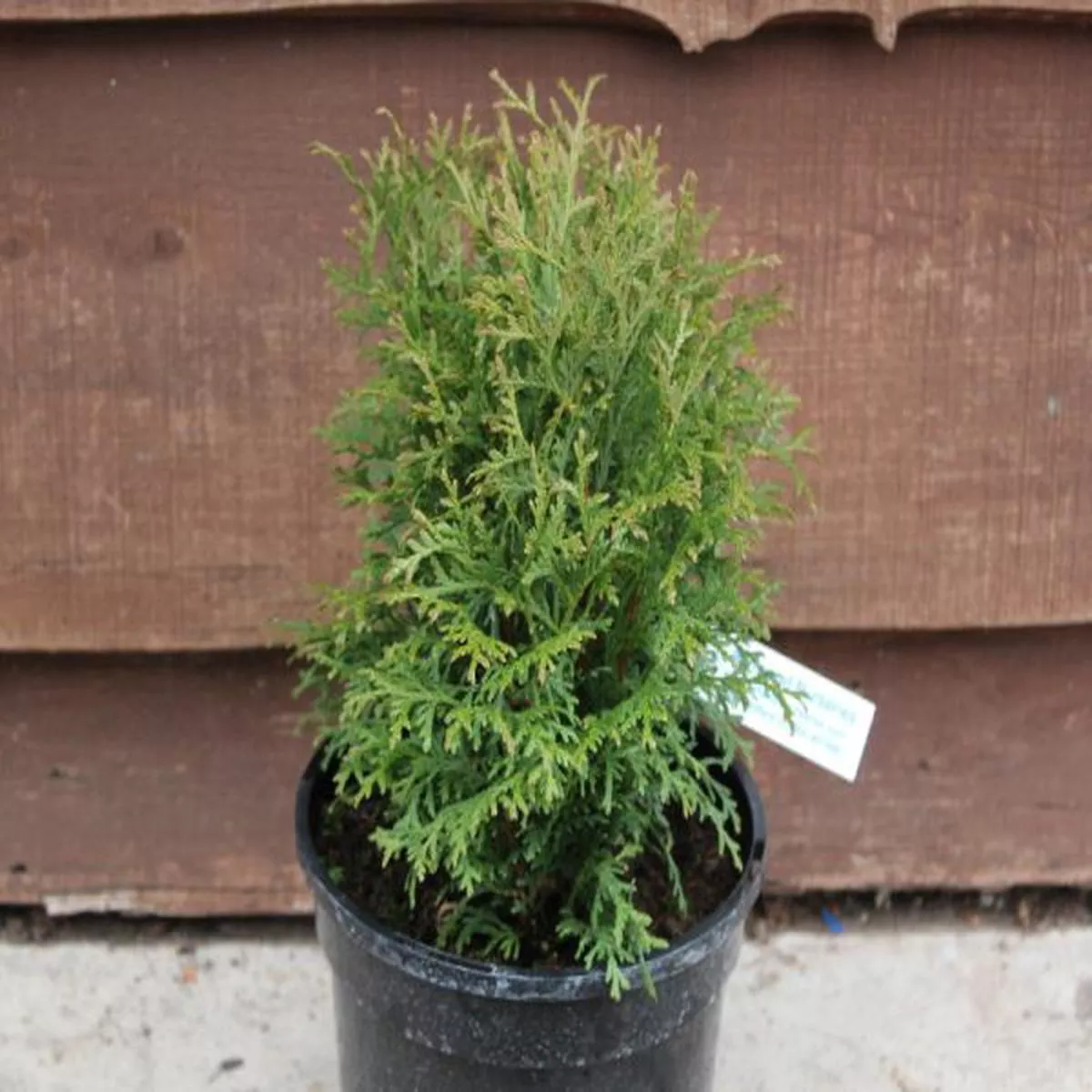 Thuja occidentalis Tiny TimWhite Cedar