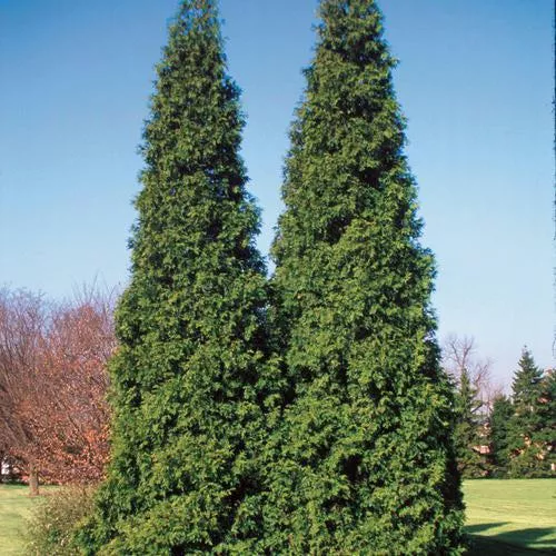 Thuja plicata 'Grovepli'- Spring Grove Arborvitae