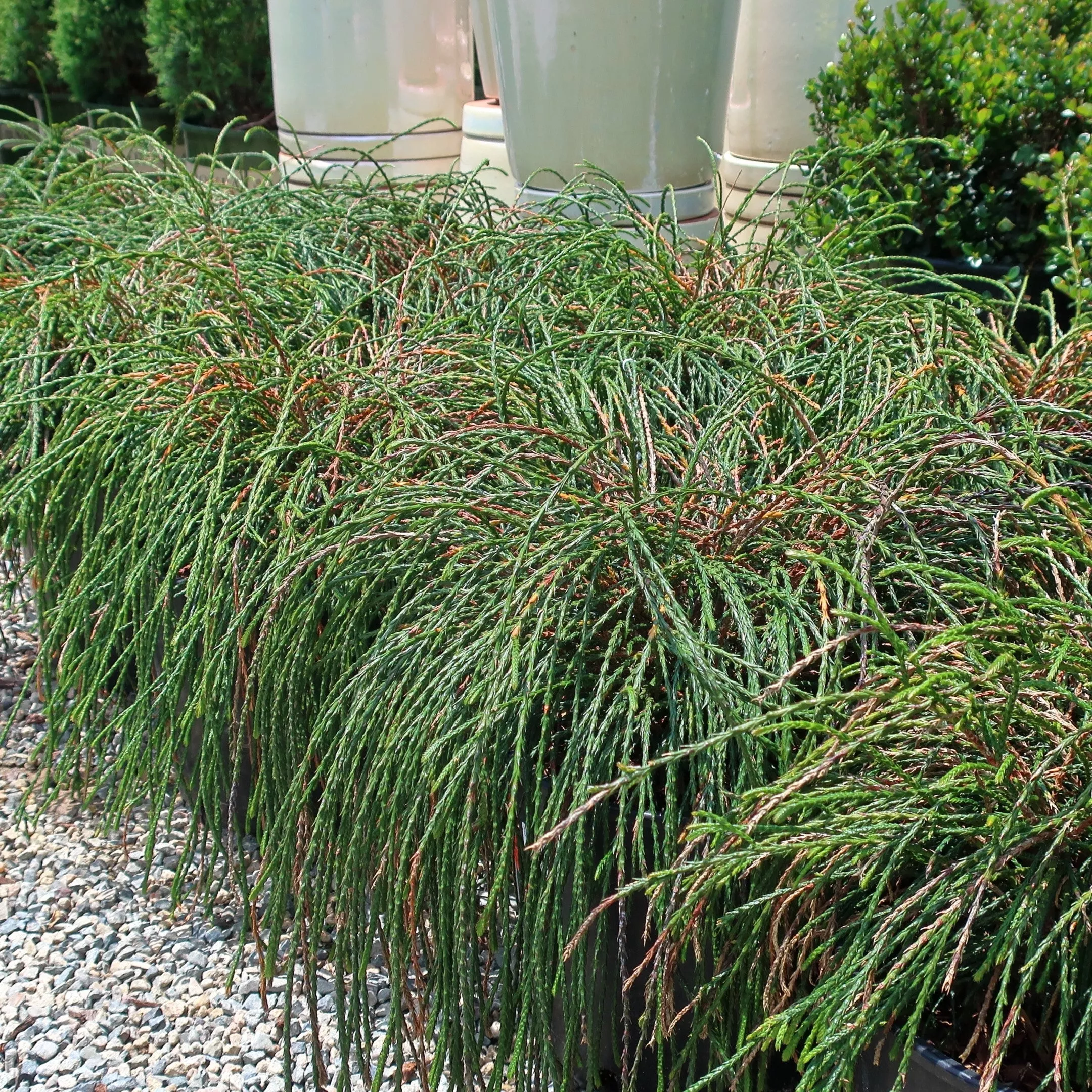 Thuja plicata 'Whipcord'- Whipcord Red Cedar