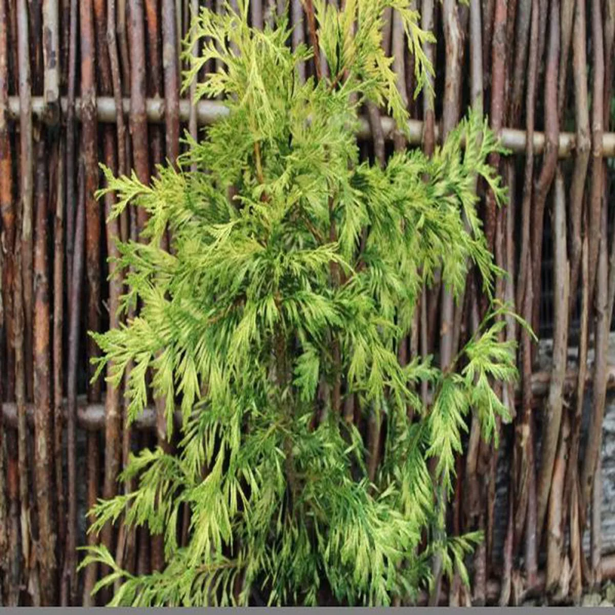 Thuja plicata ZebrinaWestern red cedar