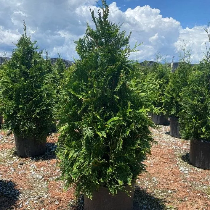 Thuja standishii x plicata 'Green Giant'- Green Giant Arborvitae