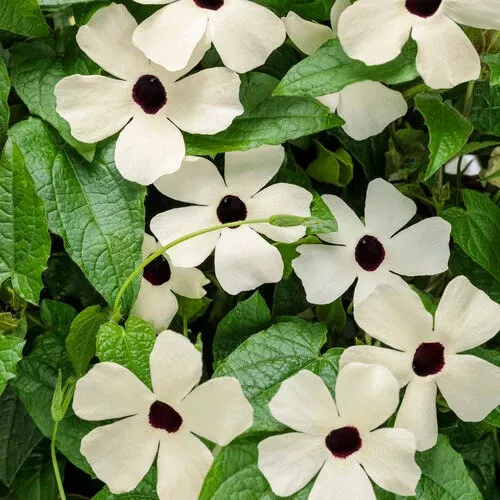 Thunbergia alata 'Coconut A-Peel'