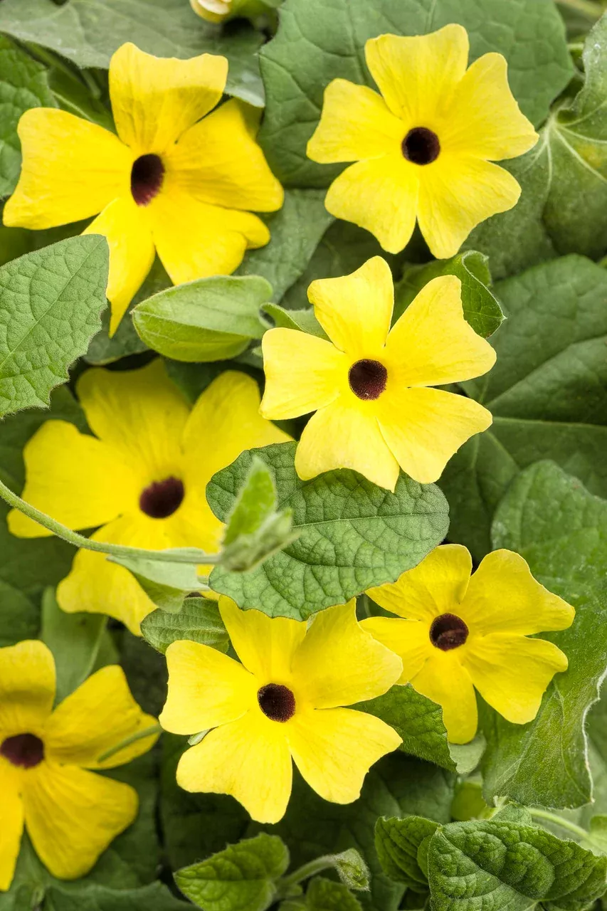 Thunbergia alata 'Lemon A-Peel'