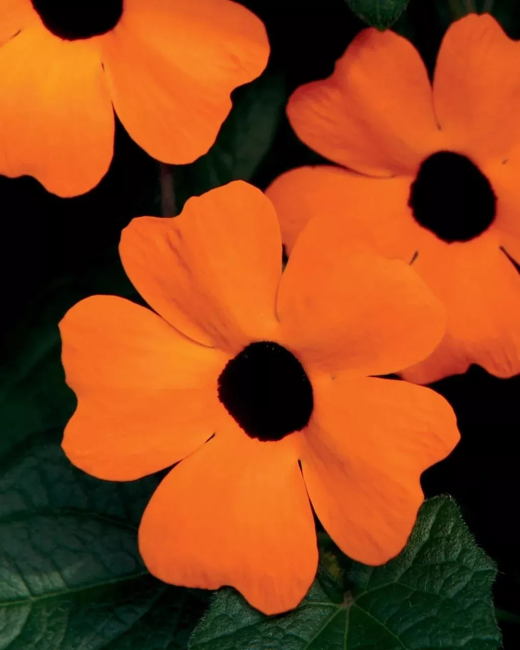 Thunbergia alata 'Orange A-Peel'