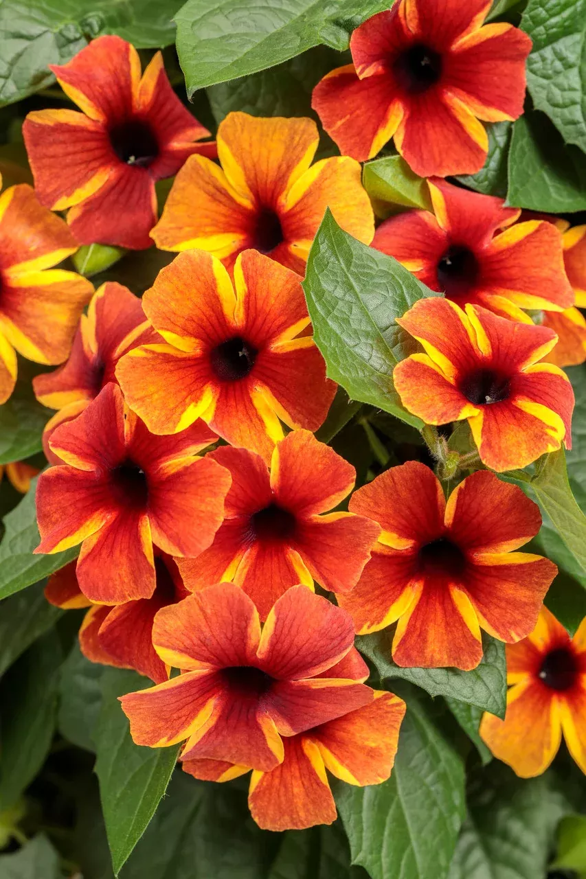Thunbergia alata 'Tangerine Slice A-Peel'