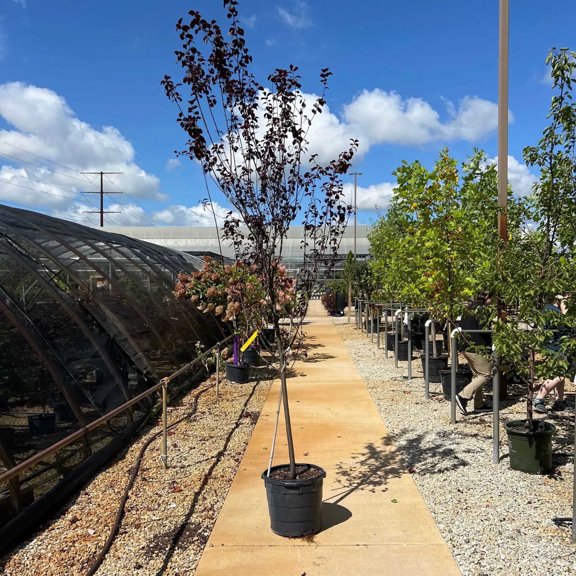 Thundercloud Purple Leaf Plum - Prunus cerasifera - 10 Gallon Potted Tree