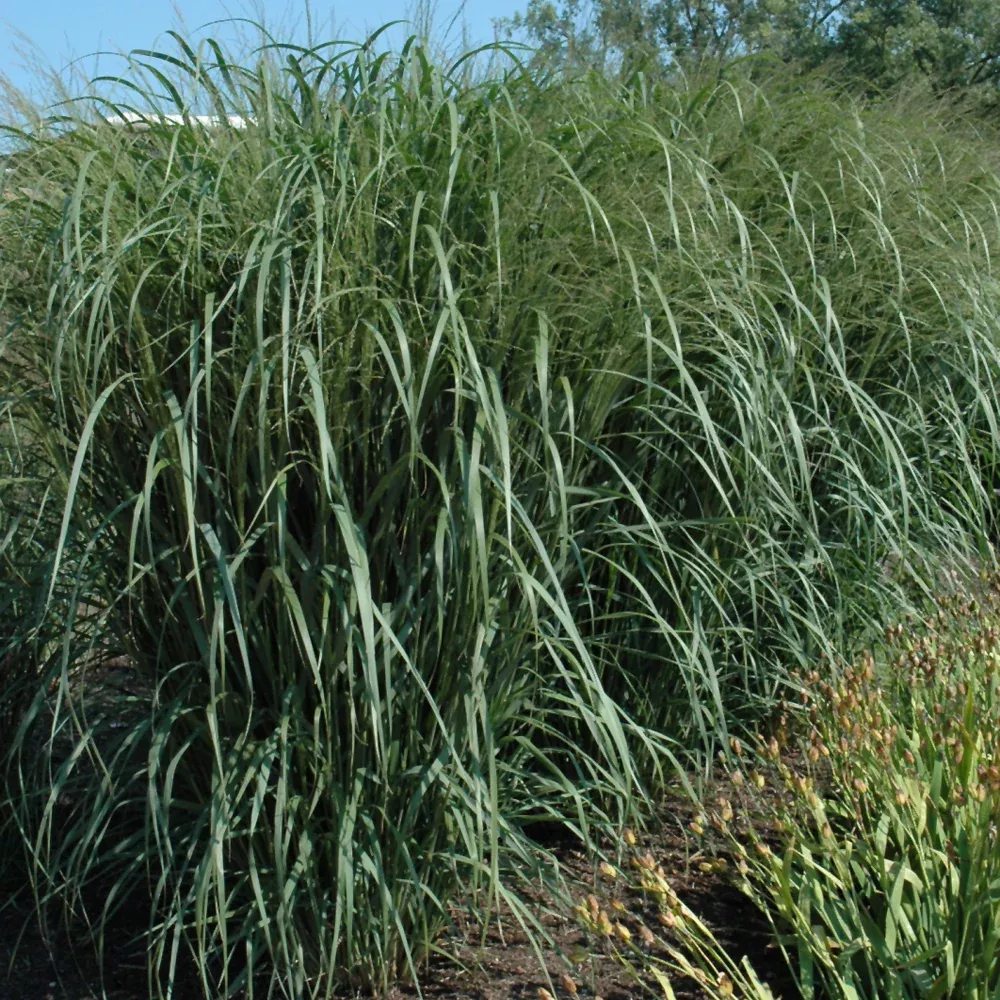 Thundercloud Switch Grass