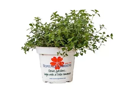 Thyme - Mother of Thyme (Herb)