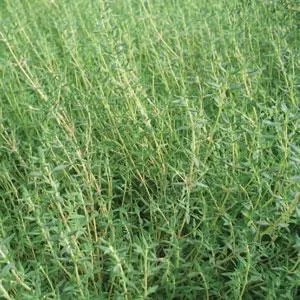 Thyme 'Orange'