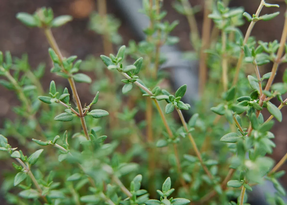 Thyme - Organic Seeds