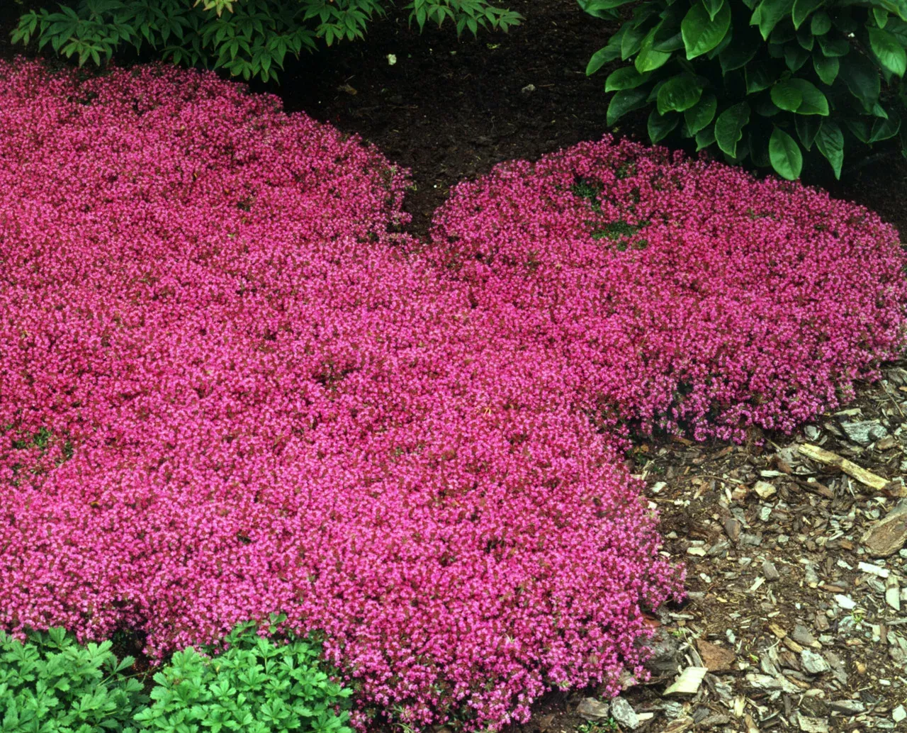 Thymus Praecox 'Coccineus'