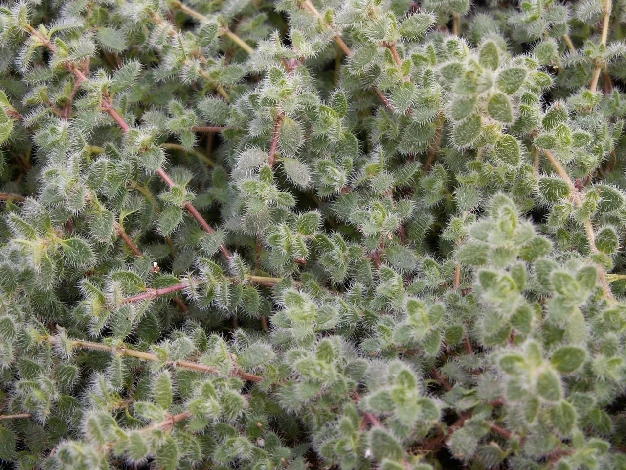 Thymus Pseudolanuginosus