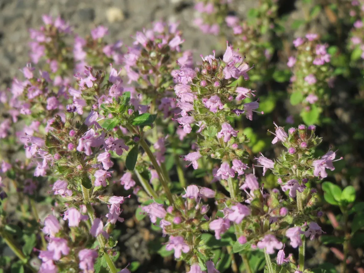 Thymus serpyllum Seeds - Creeping Thyme