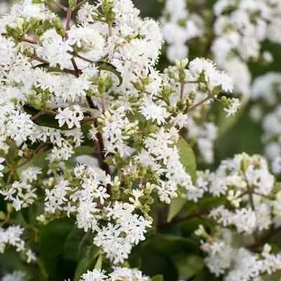Tianshan Seven-son flower