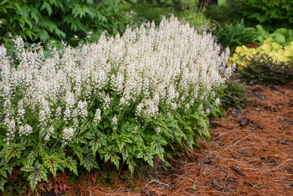 Tiarella Hybrid 'Cutting Edge'