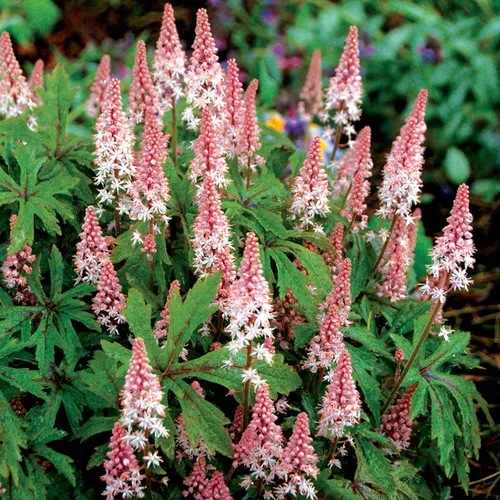 Tiarella x 'Pink Skyrocket' / Foam Flower